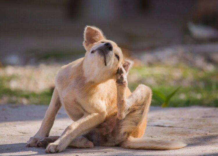 Com a chegada da primavera, cães podem sofrer mais com coceira e alergias