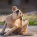 Com a chegada da primavera, cães podem sofrer mais com coceira e alergias