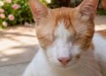 Conheça Simba, gato sem olhos rejeitado por ser considerado "feio demais"