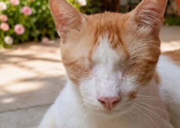 Conheça Simba, gato sem olhos rejeitado por ser considerado "feio demais"