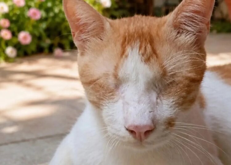 Conheça Simba, gato sem olhos rejeitado por ser considerado "feio demais"