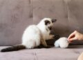 Escovação dos gatos reduz bolas de pelo e previne até problemas de saúde