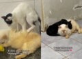 Gato é adotado e devolvido a abrigo após adoecer de saudade dos "irmãos"