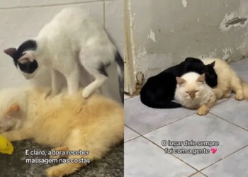 Gato é adotado e devolvido a abrigo após adoecer de saudade dos "irmãos"