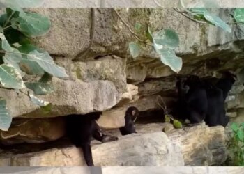 Imagens inéditas mostram chimpanzés ensinando filhotes a usar ferramentas