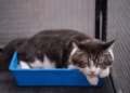 Luz negra ajuda a encontrar urina de gato e facilita a limpeza da casa