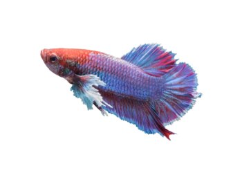Peixe betta: bióloga lista cuidados necessários para o bem-estar do animal