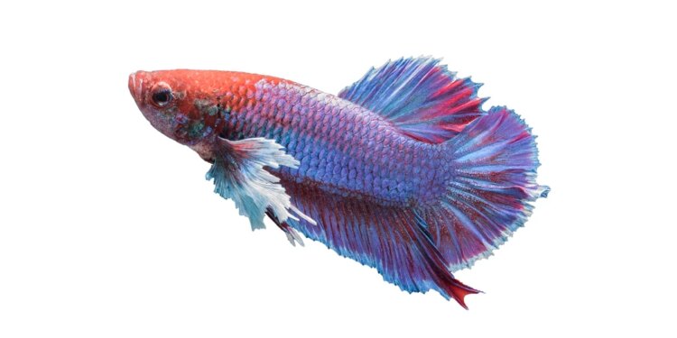 Peixe betta: bióloga lista cuidados necessários para o bem-estar do animal