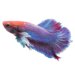 Peixe betta: bióloga lista cuidados necessários para o bem-estar do animal