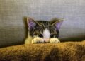 Voz de bebê não garante atenção dos gatos, diz veterinária
