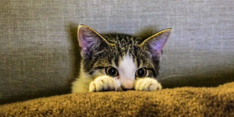 Voz de bebê não garante atenção dos gatos, diz veterinária