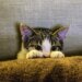 Voz de bebê não garante atenção dos gatos, diz veterinária