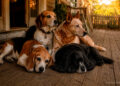 O que os quatro cachorros sabem que eu não sei.