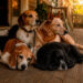 O que os quatro cachorros sabem que eu não sei.