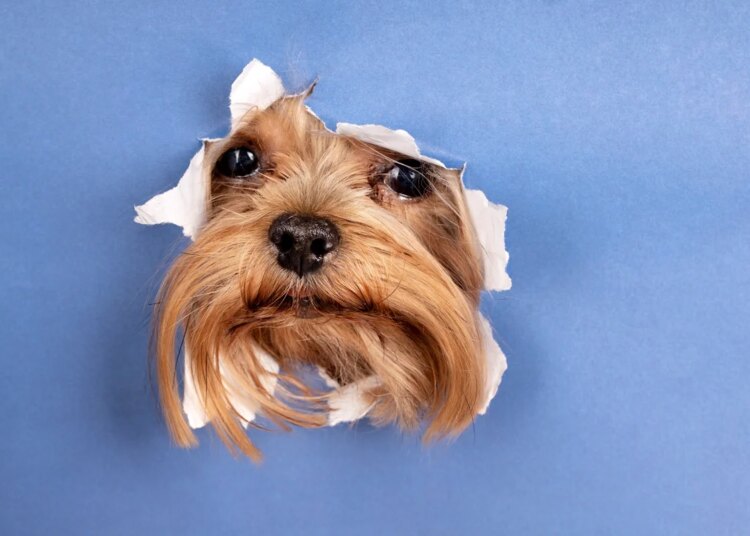 Adaptar a dieta e a rotina a diferentes fases aumenta a saúde dos pets