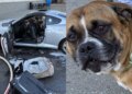 Cão é resgatado de carro em chamas enquanto dono estava dentro de mercado