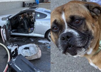 Cão é resgatado de carro em chamas enquanto dono estava dentro de mercado