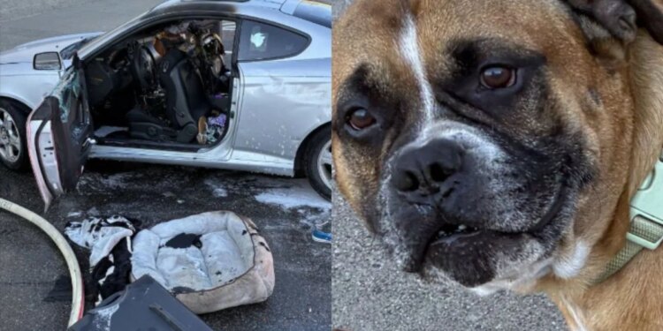 Cão é resgatado de carro em chamas enquanto dono estava dentro de mercado