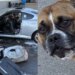 Cão é resgatado de carro em chamas enquanto dono estava dentro de mercado