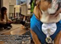 Cão homenageia companheira que morreu 2 meses antes de tutores se casarem