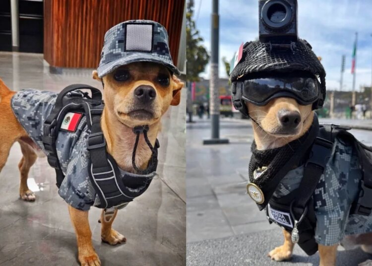 Chihuahua de 7 kg viraliza como novo "recruta" da Guarda Nacional do México