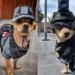 Chihuahua de 7 kg viraliza como novo "recruta" da Guarda Nacional do México