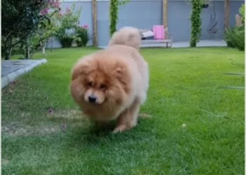 Chow-chow resgatado em estado grave passa por transformação impressionante