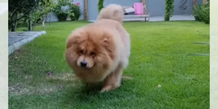 Chow-chow resgatado em estado grave passa por transformação impressionante