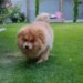 Chow-chow resgatado em estado grave passa por transformação impressionante