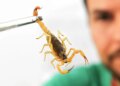 Chuvas e calor favorecem aparecimento de escorpiões nas residências