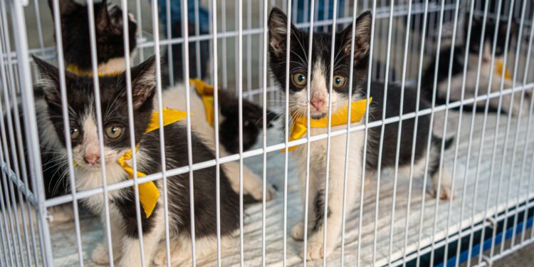 Prefeitura e North Shopping Maracanaú promovem mais uma edição do PetDay para incentivar adoção responsável