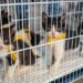 Prefeitura e North Shopping Maracanaú promovem mais uma edição do PetDay para incentivar adoção responsável