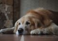 Dia do Cão Idoso: entenda como a idade muda a rotina e o humor do seu pet