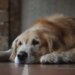 Dia do Cão Idoso: entenda como a idade muda a rotina e o humor do seu pet