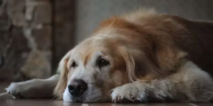 Entenda os sinais do seu pet idoso que exigem visita ao veterinário