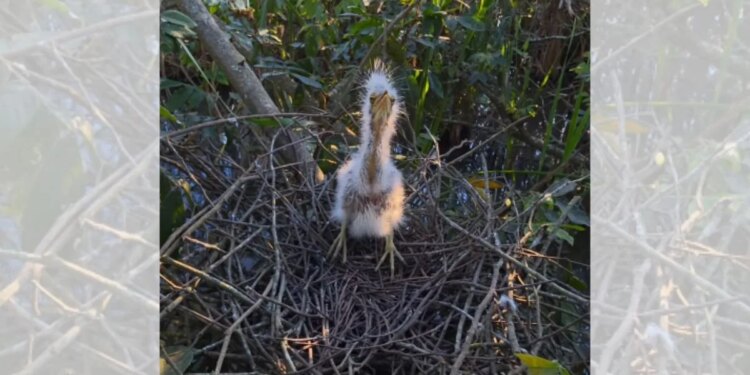 Filhote de socó-boi é flagrado em ninho e surpreende por visual inusitado