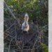 Filhote de socó-boi é flagrado em ninho e surpreende por visual inusitado