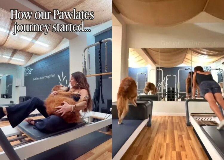 Golden retriever viraliza ao fazer pilates para recuperar mobilidade