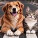 Prefeitura realiza blitz educativa “Eu Freio para Animais” em frente ao North Shopping
