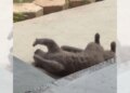 Instinto caçador? Que nada! Gato ignora passarinho e faz charme para tutora