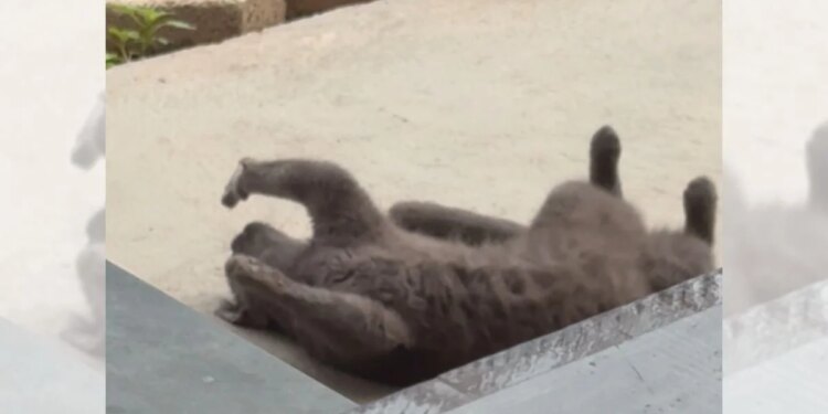 Instinto caçador? Que nada! Gato ignora passarinho e faz charme para tutora