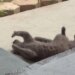 Instinto caçador? Que nada! Gato ignora passarinho e faz charme para tutora