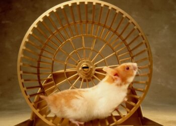 O que fazer para o seu hamster não sofrer com estresse e problemas de saúde