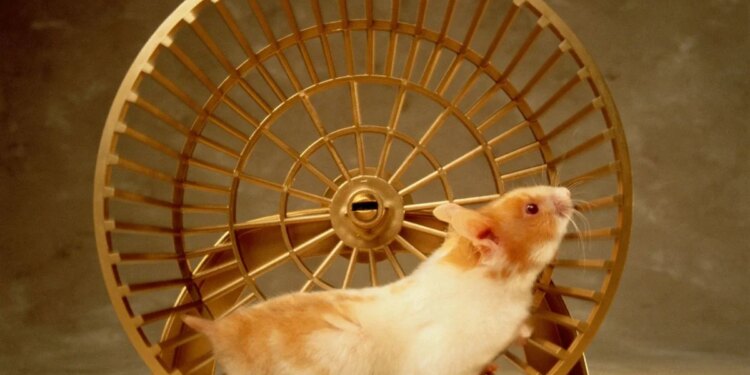 O que fazer para o seu hamster não sofrer com estresse e problemas de saúde
