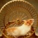 O que fazer para o seu hamster não sofrer com estresse e problemas de saúde