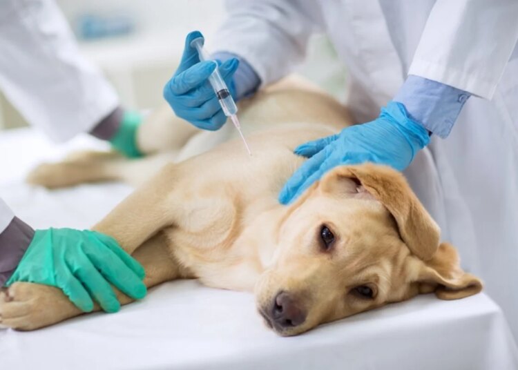 Outubro Rosa: câncer de mama afeta pets e tratamento precoce salva vidas