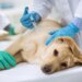 Outubro Rosa: câncer de mama afeta pets e tratamento precoce salva vidas