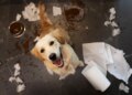 Saiba por que cachorros amam brincar com lixo e como evitar esse hábito