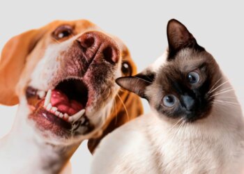 Seu cão ou gato não bebe muita água? Veterinário ensina como resolver