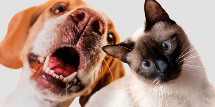 Seu cão ou gato não bebe muita água? Veterinário ensina como resolver
